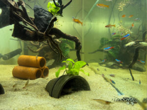 継承後６年目の春 - ④ 外来待合室に熱帯魚水槽を設置しました