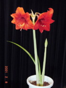 ２００１年２月撮影　我家の居間で開花するのは３度目です。たった２週間だけ大きな花を見せてくれ、葉っぱは次の花のために霜の降りる頃まで栄養を蓄え、冬は球根のままで過ごすアマリリスです。