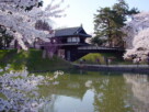 ２００１年４月撮影　弘前公園の桜は例年よりも早く開花しました。市役所方面から眺めた追手門です。いつも気になるのですが、公園の濠の水はもう少しきれいに出来ないものなのでしょうか。