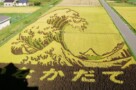 ２００７年９月撮影（１／２）　色違いのイネを植えて絵を書く田舎館の「田んぼアート」は年々進化し、今年は葛飾北斎の「富嶽三十六景」の「神奈川沖浪裏」と「凱風快晴（赤富士）」です。よく見ると、富士山は二つ見えますね。9月30日に刈り入れを行うようです。田んぼ２枚なので、田舎館村役場の展望台からでは、かなり広角のレンズでなければ1枚には入りません。２枚に分割して写しました。これを写せる広角レンズを手に入れようか迷っています。